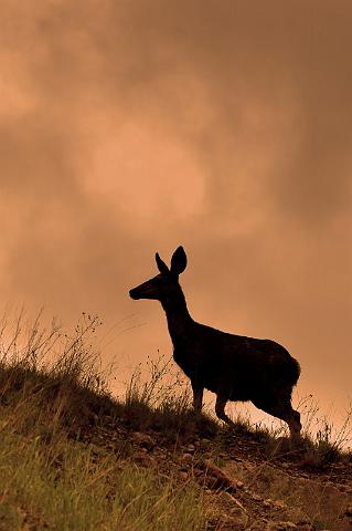 088 Glacier NP.jpg